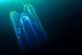   Ctenophora Comb Jellyfish  